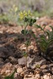View full-size image Trigonella strangulata