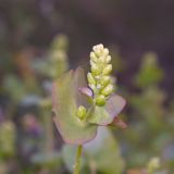Смотреть изображение Chylocalyx perfoliatus