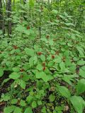 View full-size image Lonicera xylosteum