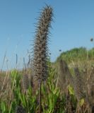 View full-size image genus Trifolium