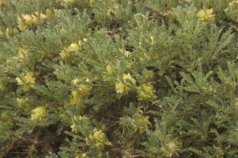 Image of Astragalus aureus specimen.