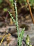 View full-size image Carduus pycnocephalus