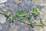 View full-size image genus Trifolium