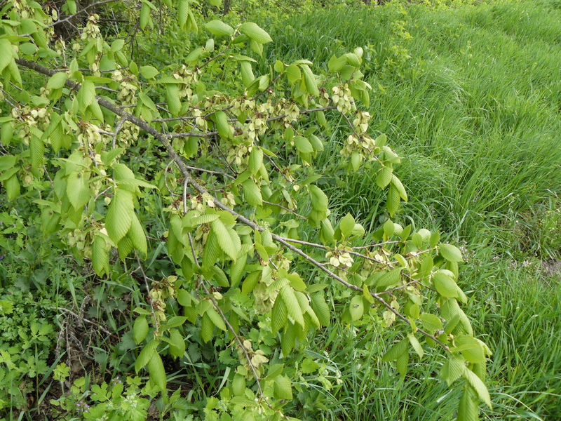 Изображение особи Ulmus laevis.