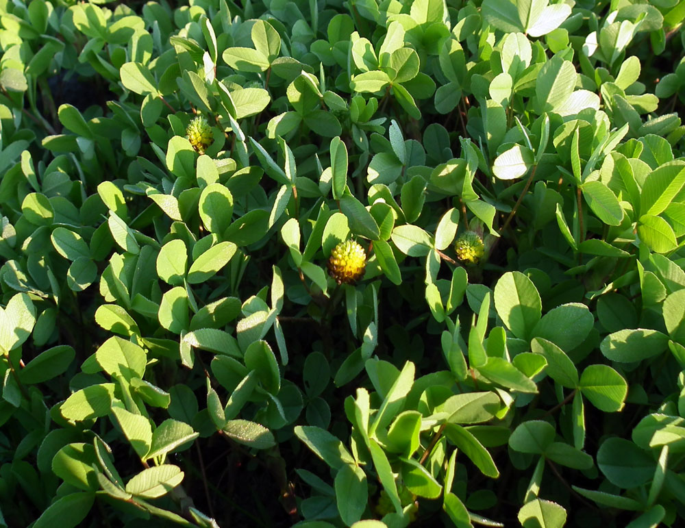 Image of Trifolium spadiceum specimen.