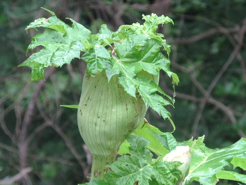 Image of Heracleum mantegazzianum specimen.