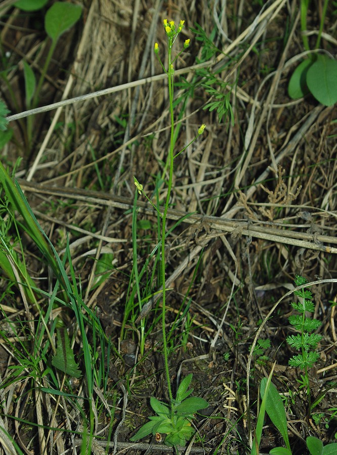 Изображение особи Draba stenocarpa.