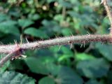 Rubus hirtus