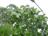 Ficus carica. Часть кроны плодоносящего дерева. Абхазия, Гудаутский р-н, г. Новый Афон, склон Иверской горы. 21 июля 2008 г.