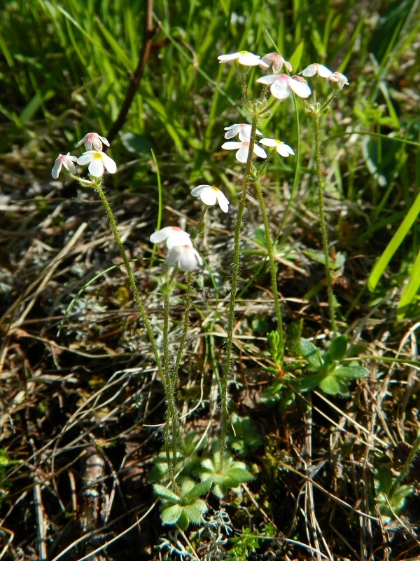 Image of Androsace arctisibirica specimen.