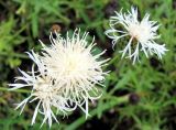 Centaurea scabiosa