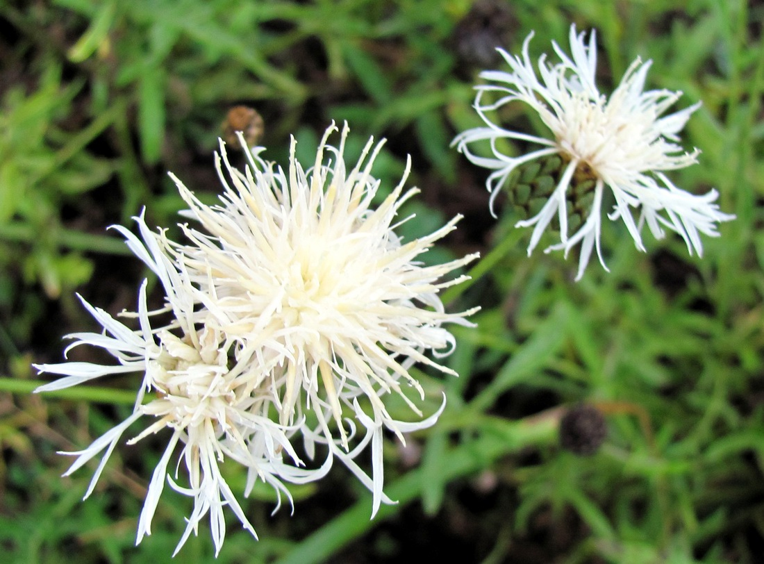 Изображение особи Centaurea scabiosa.