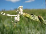 Смотреть изображение Silene viscosa