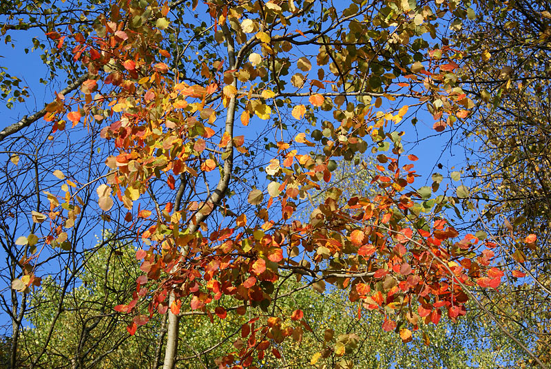 Image of Populus tremula specimen.