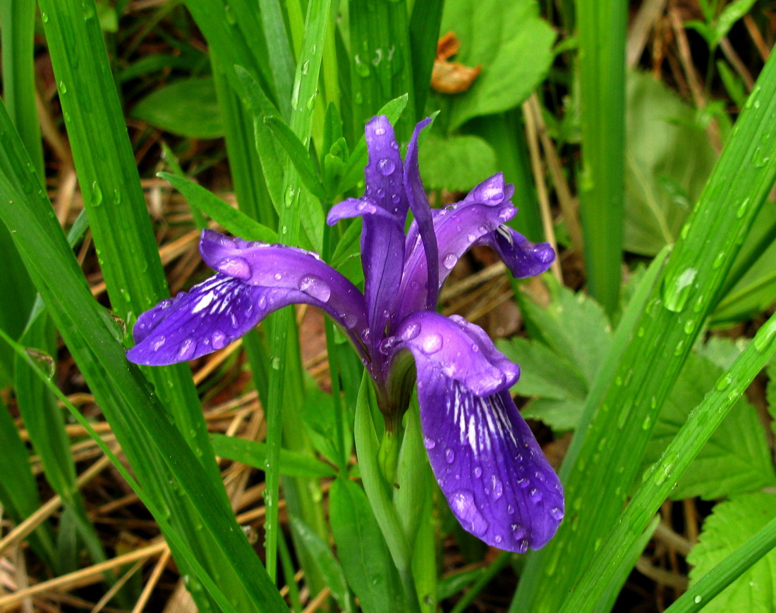 Image of genus Iris specimen.