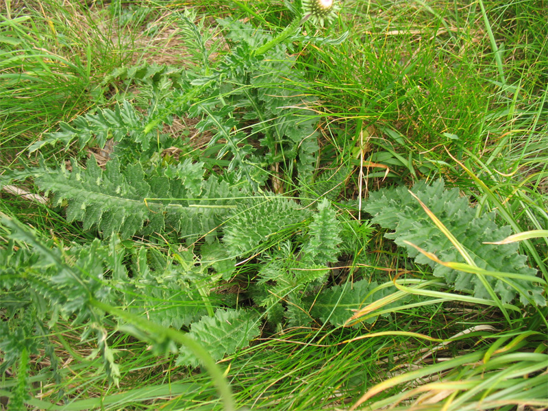 Image of Carduus kerneri specimen.