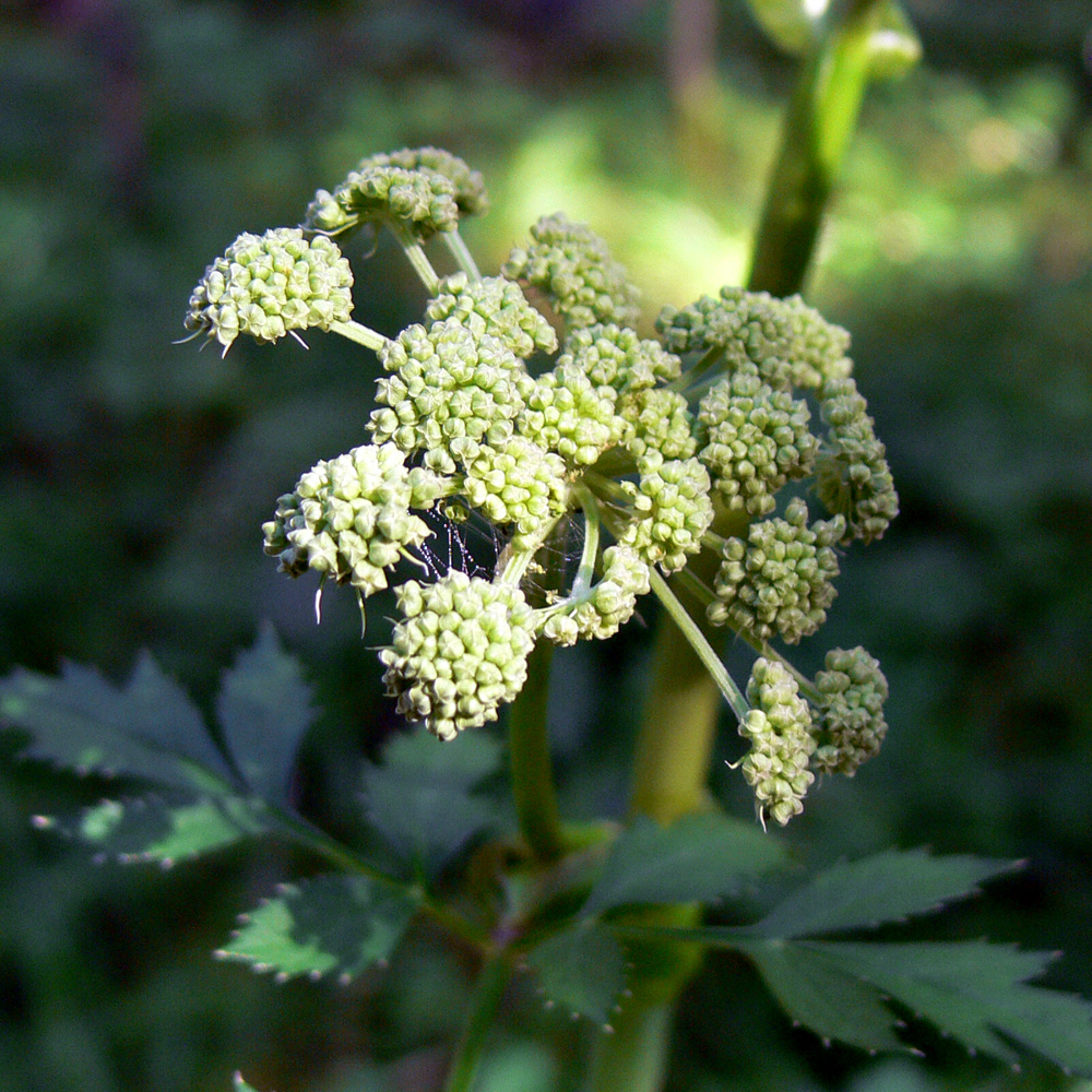 Изображение особи Angelica sylvestris.