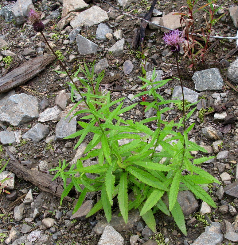 Image of Cirsium schischkinii specimen.