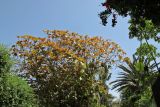 Ficus auriculata. Крона дерева с молодой листвой. Израиль, Шарон, г. Герцлия, в культуре. 10.04.2012.