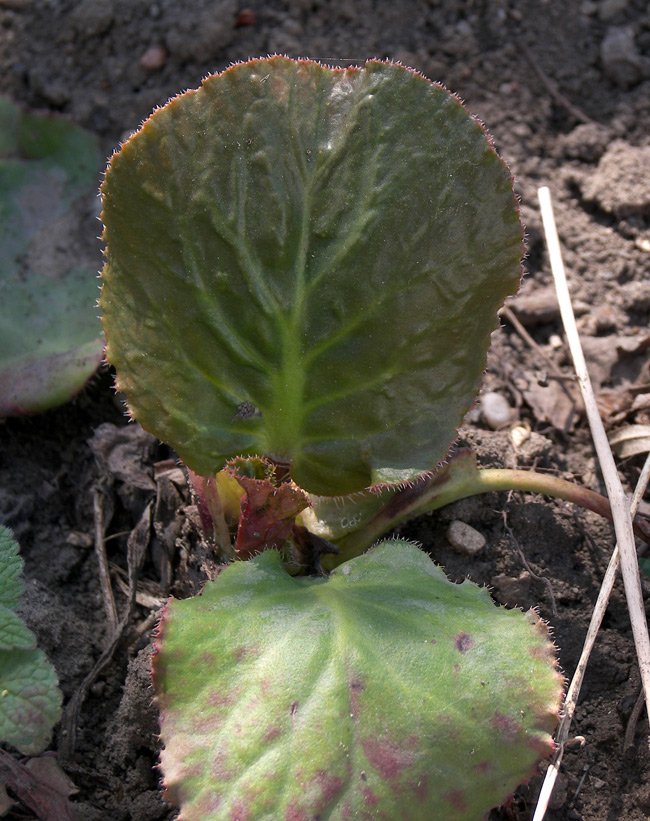 Изображение особи Bergenia ligulata.