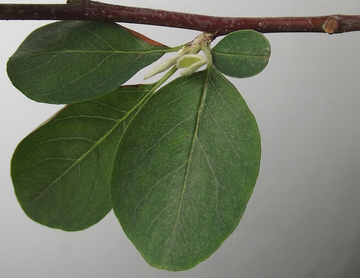 Image of genus Cotoneaster specimen.