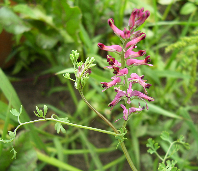 Image of Fumaria officinalis specimen.