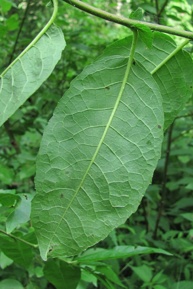 Image of Salix myrsinifolia specimen.