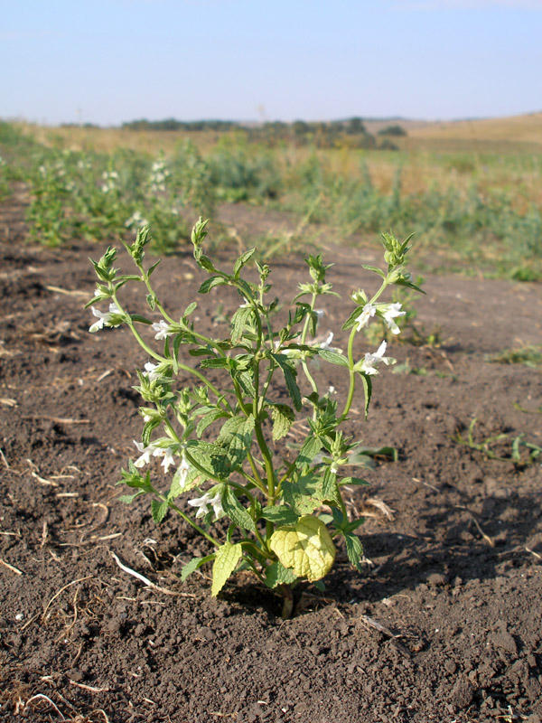 Image of Stachys annua specimen.