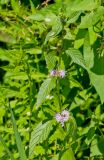 Mentha arvensis