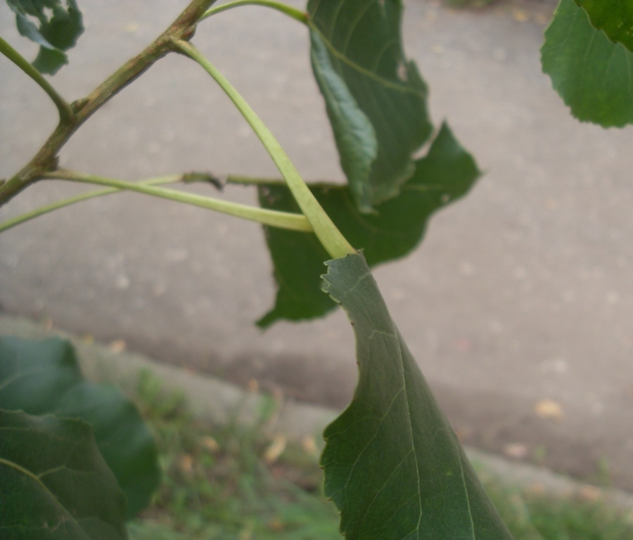 Image of Populus deltoides specimen.