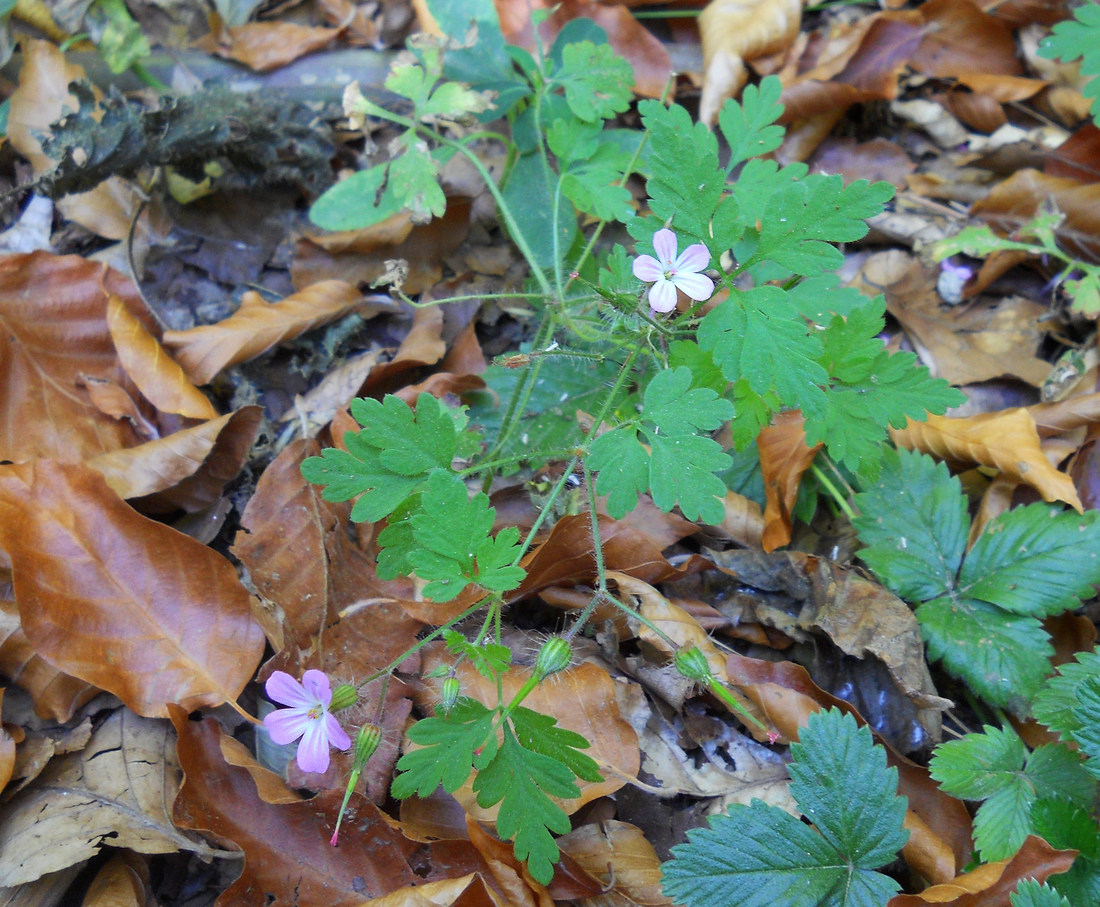 Изображение особи Geranium robertianum.