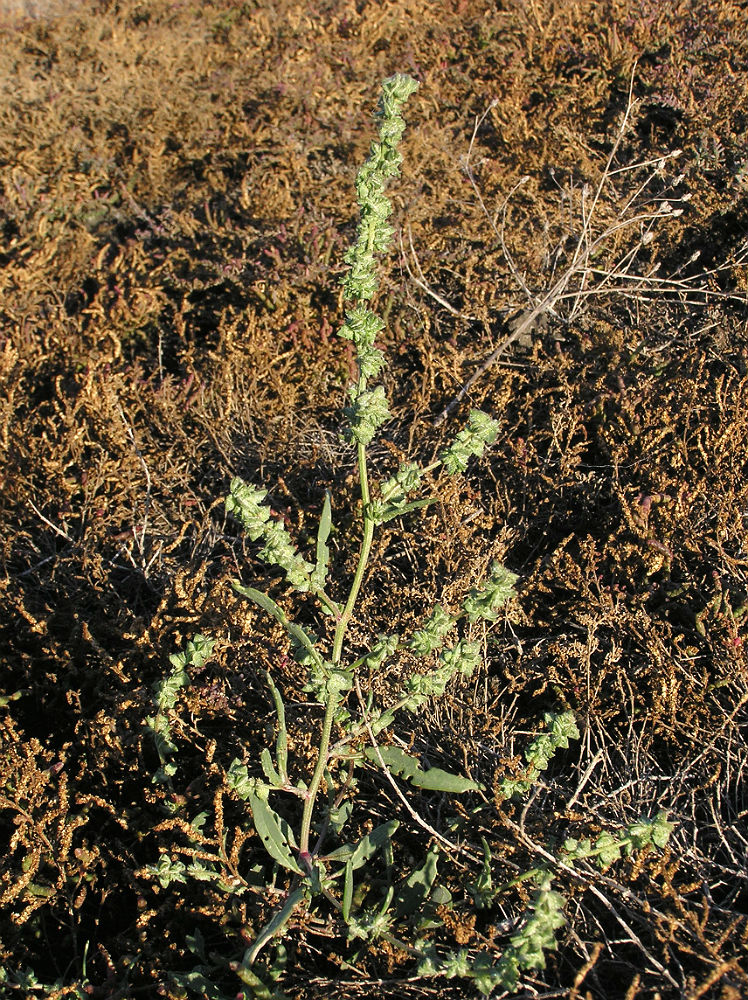 Image of Atriplex patens specimen.