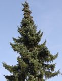 Picea omorika