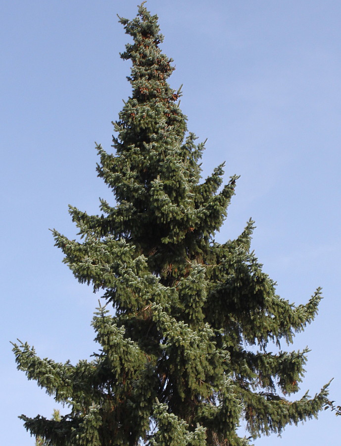 Изображение особи Picea omorika.