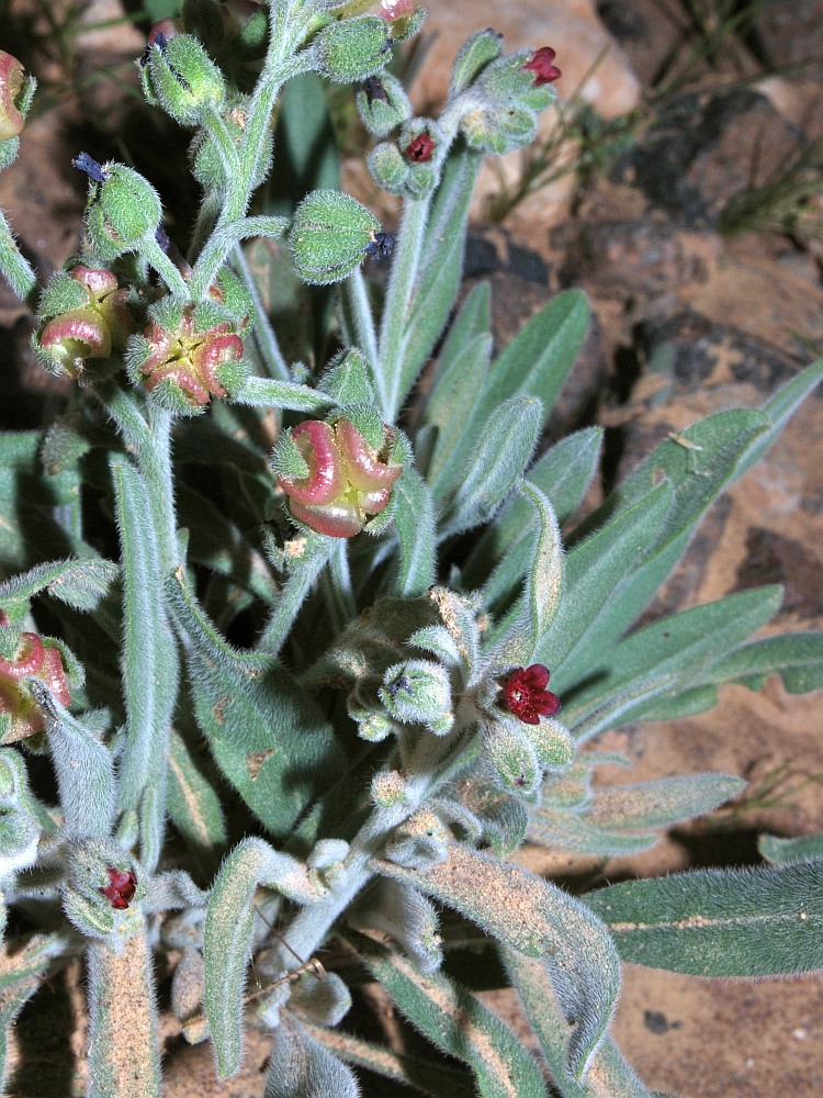 Image of Paracaryum rugulosum specimen.