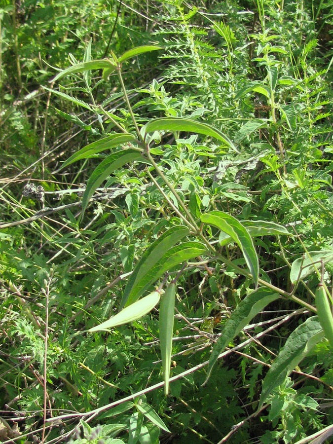 Image of Vincetoxicum hirundinaria specimen.