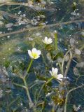 Ranunculus rionii