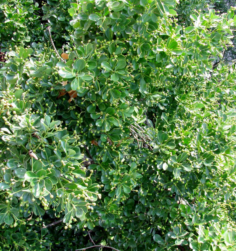 Изображение особи Euonymus japonicus.