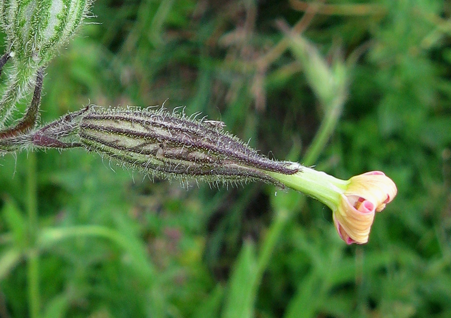 Image of Silene noctiflora specimen.