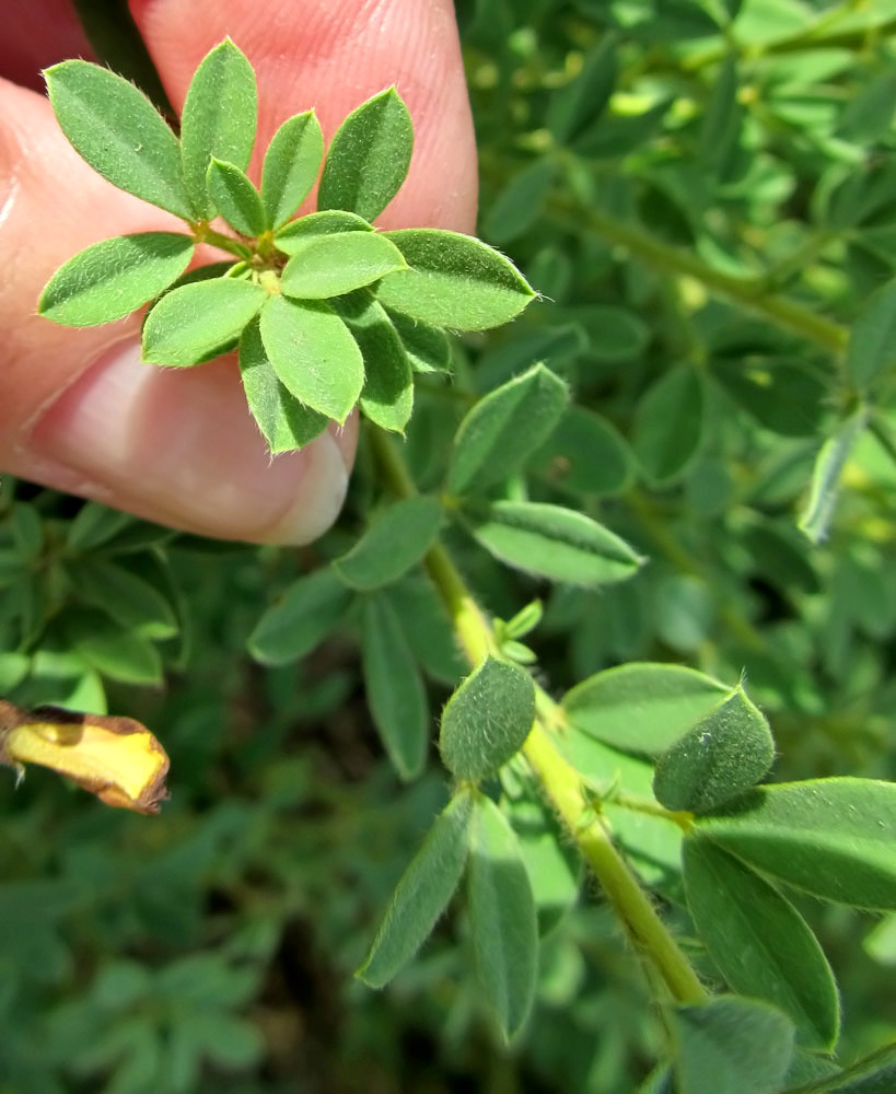 Изображение особи Chamaecytisus austriacus.