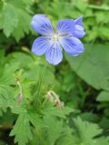 Смотреть изображение Geranium pratense