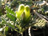 Scutellaria novorossica
