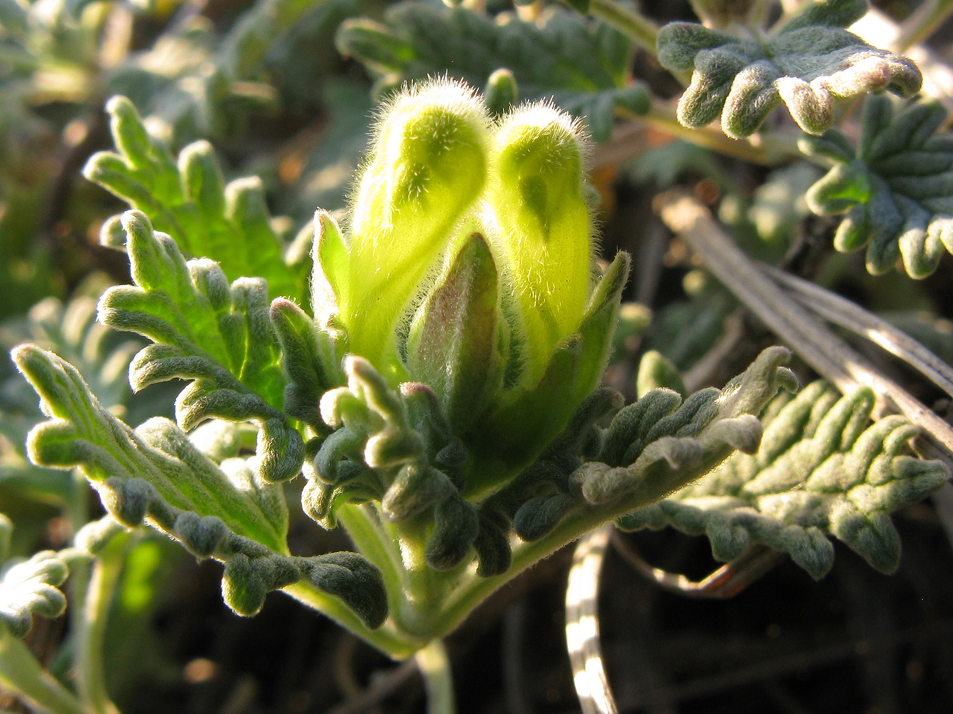 Image of Scutellaria novorossica specimen.