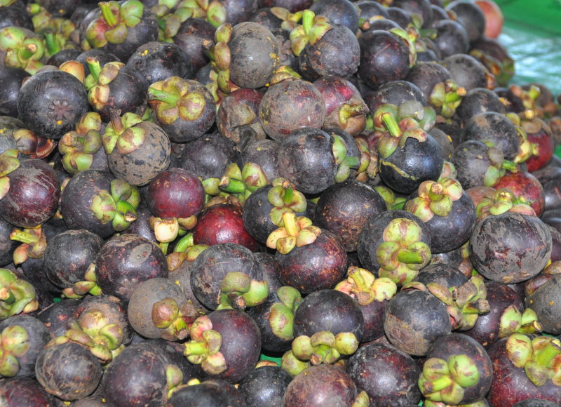 Image of Garcinia mangostana specimen.