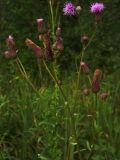 Cirsium setosum