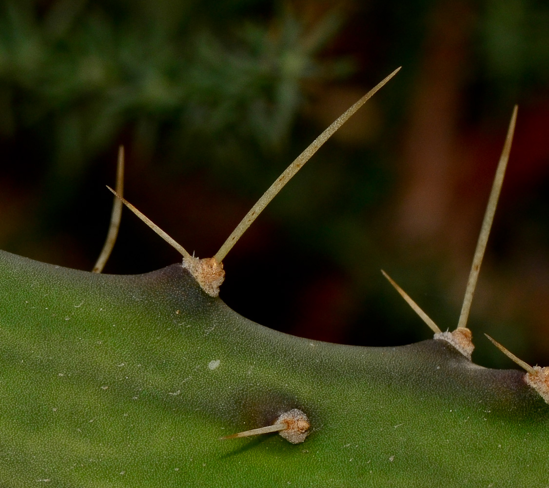 Image of Opuntia cochenillifera specimen.