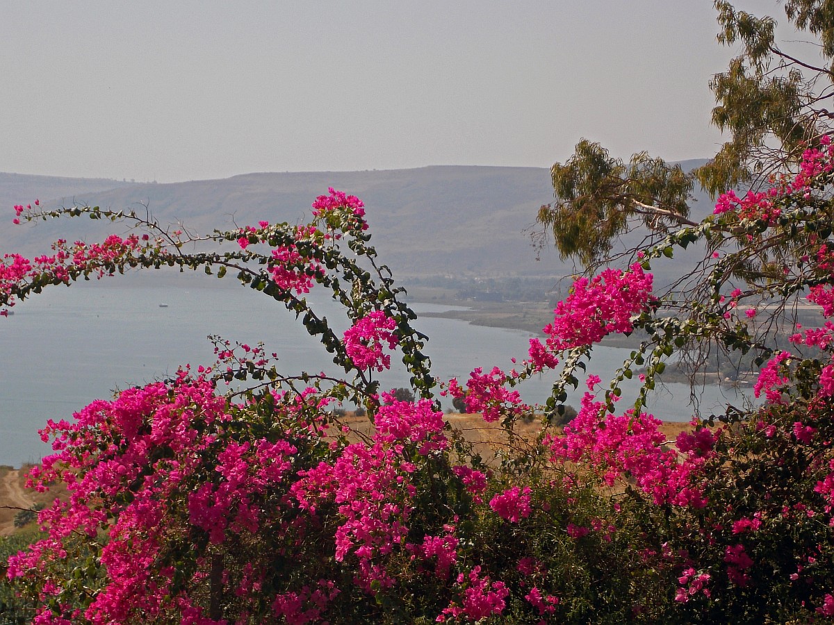 Image of Bougainvillea spectabilis specimen.