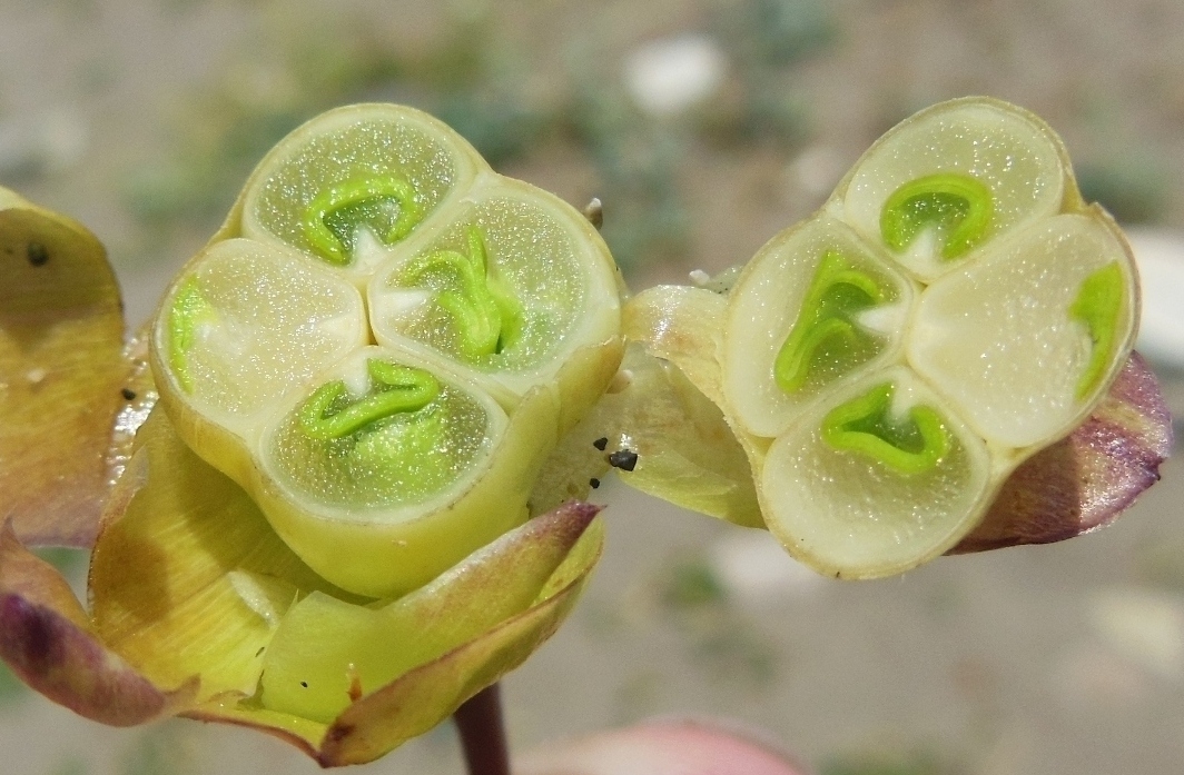 Image of Calystegia soldanella specimen.