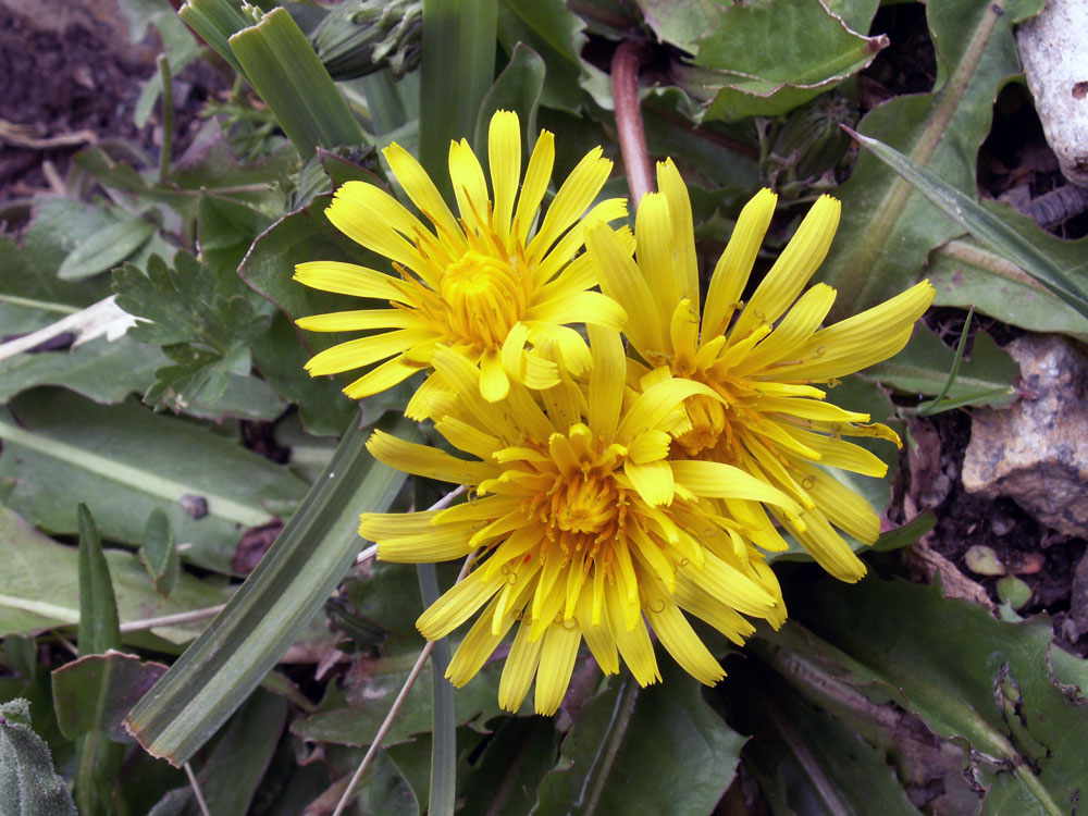 Image of genus Taraxacum specimen.