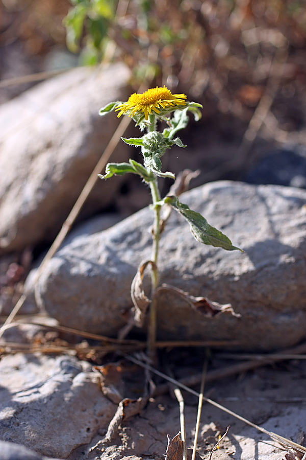 Изображение особи Inula britannica.